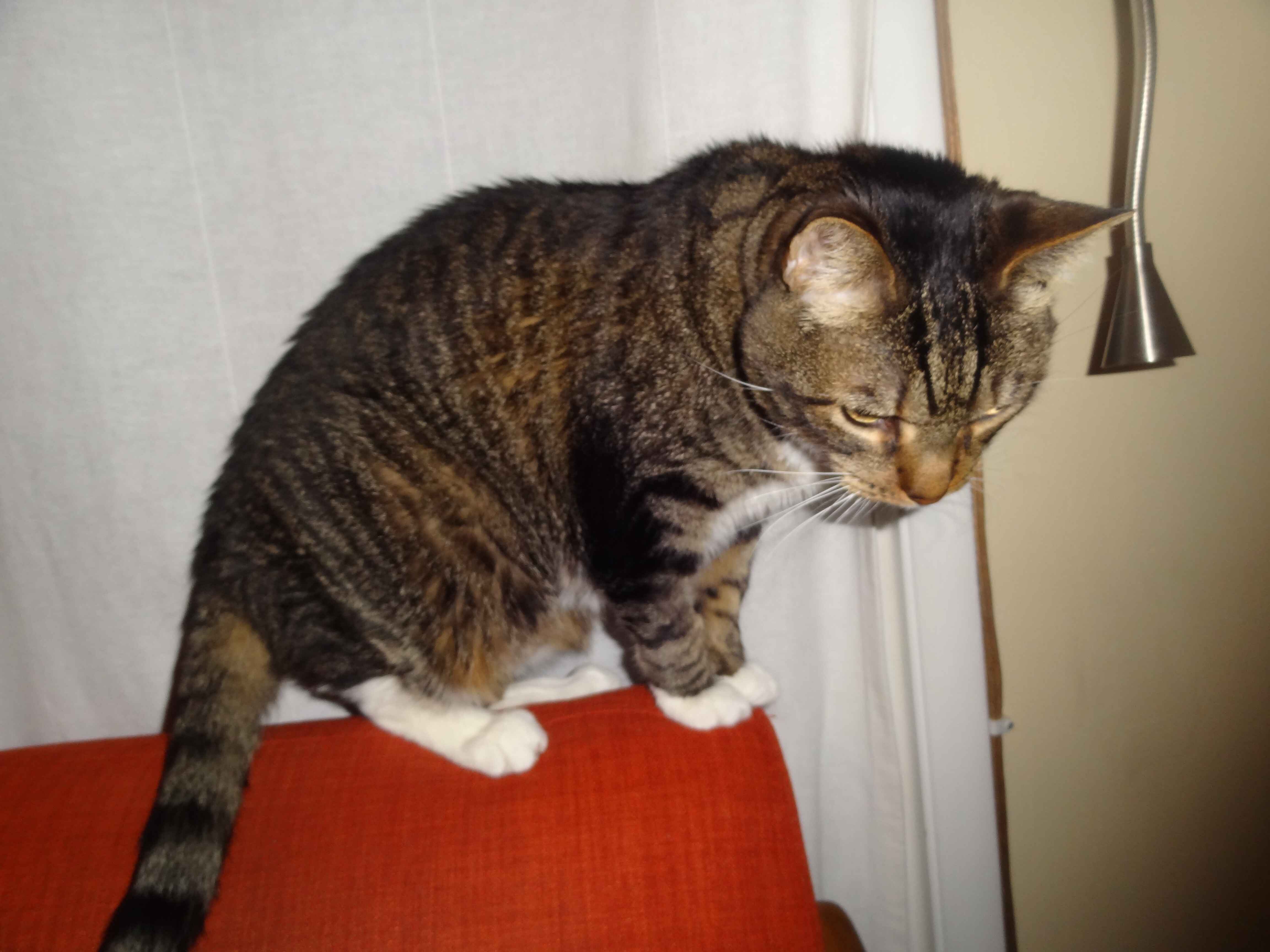 Atticus