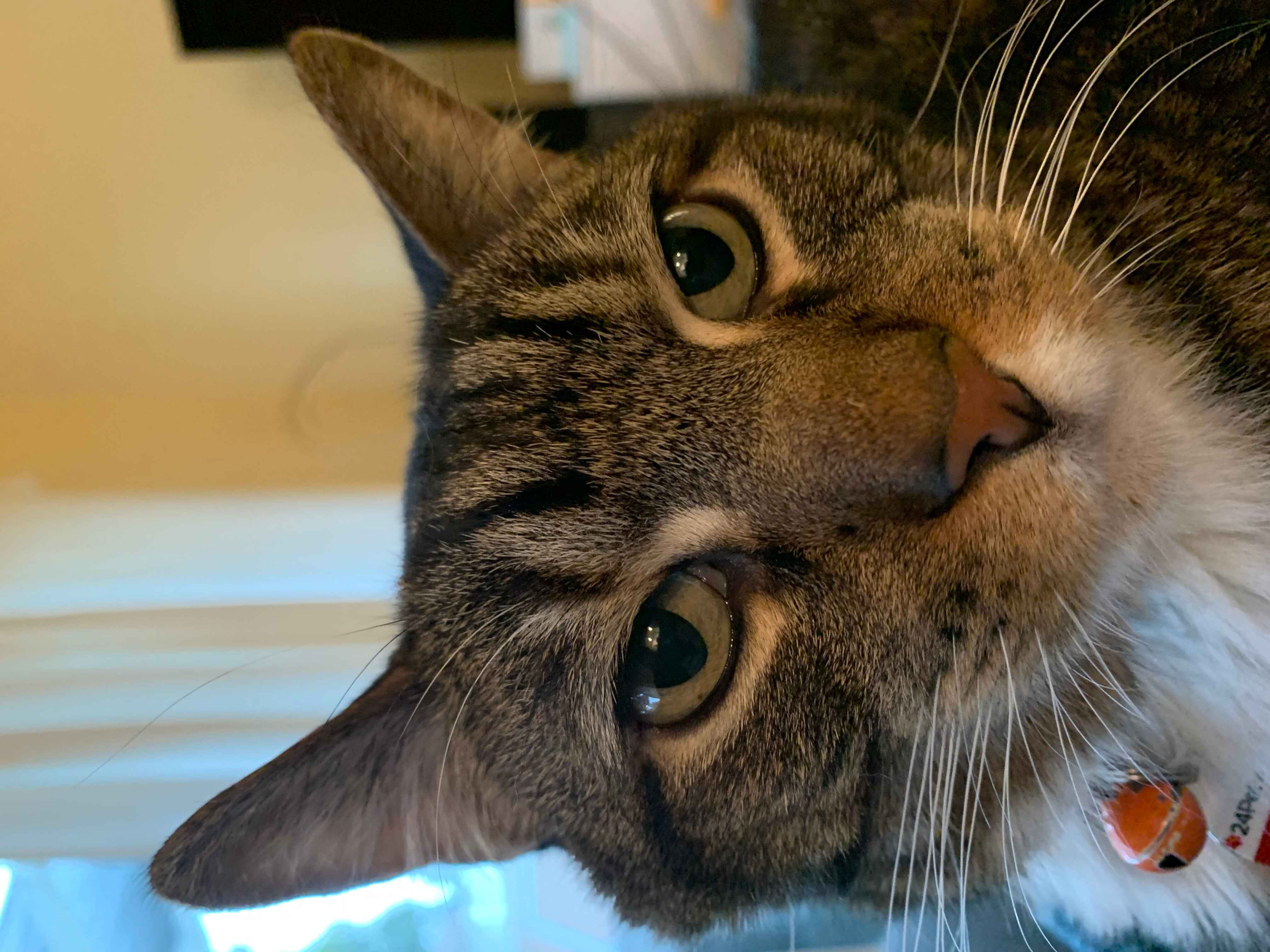 Atticus