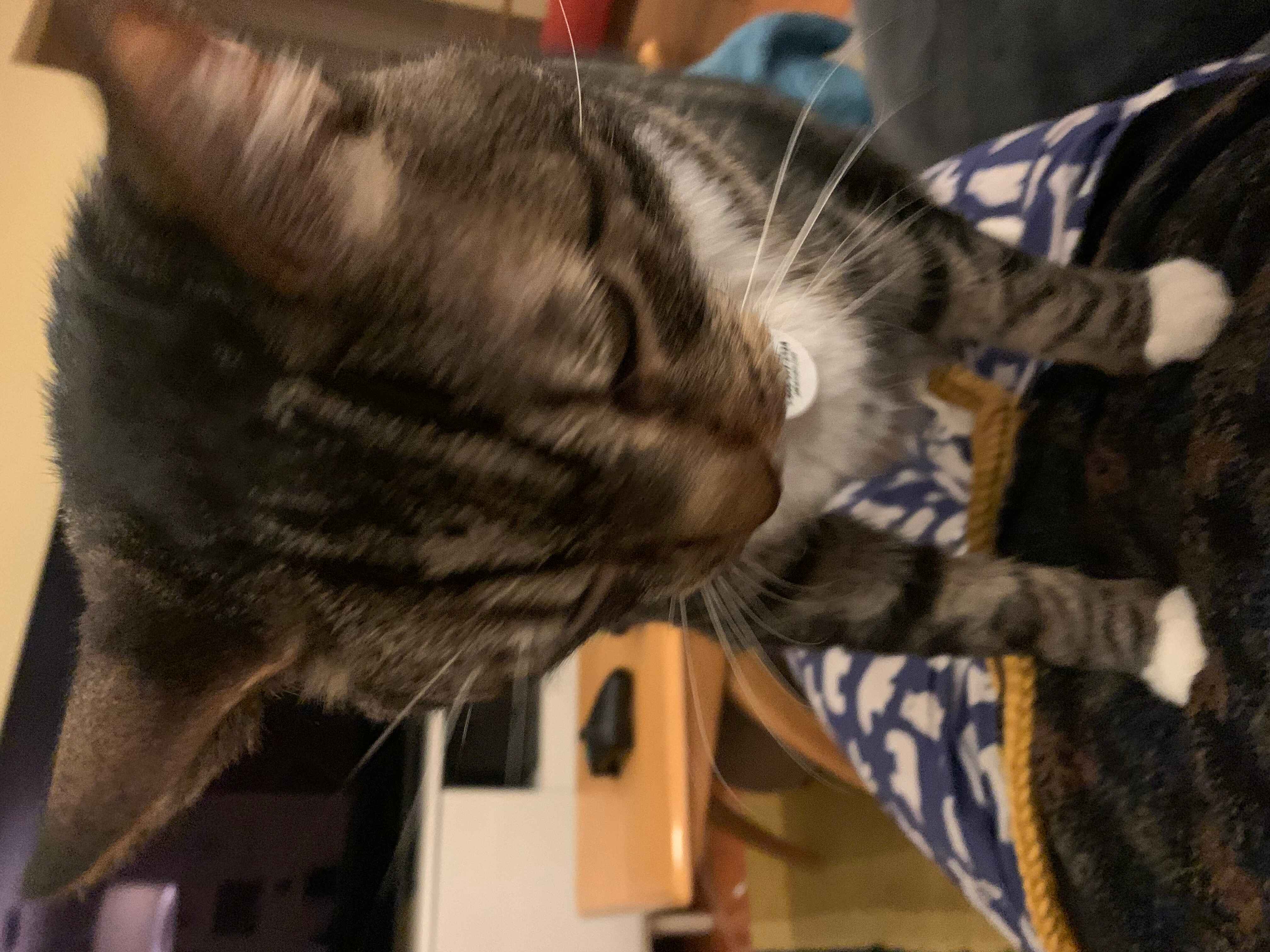 Atticus