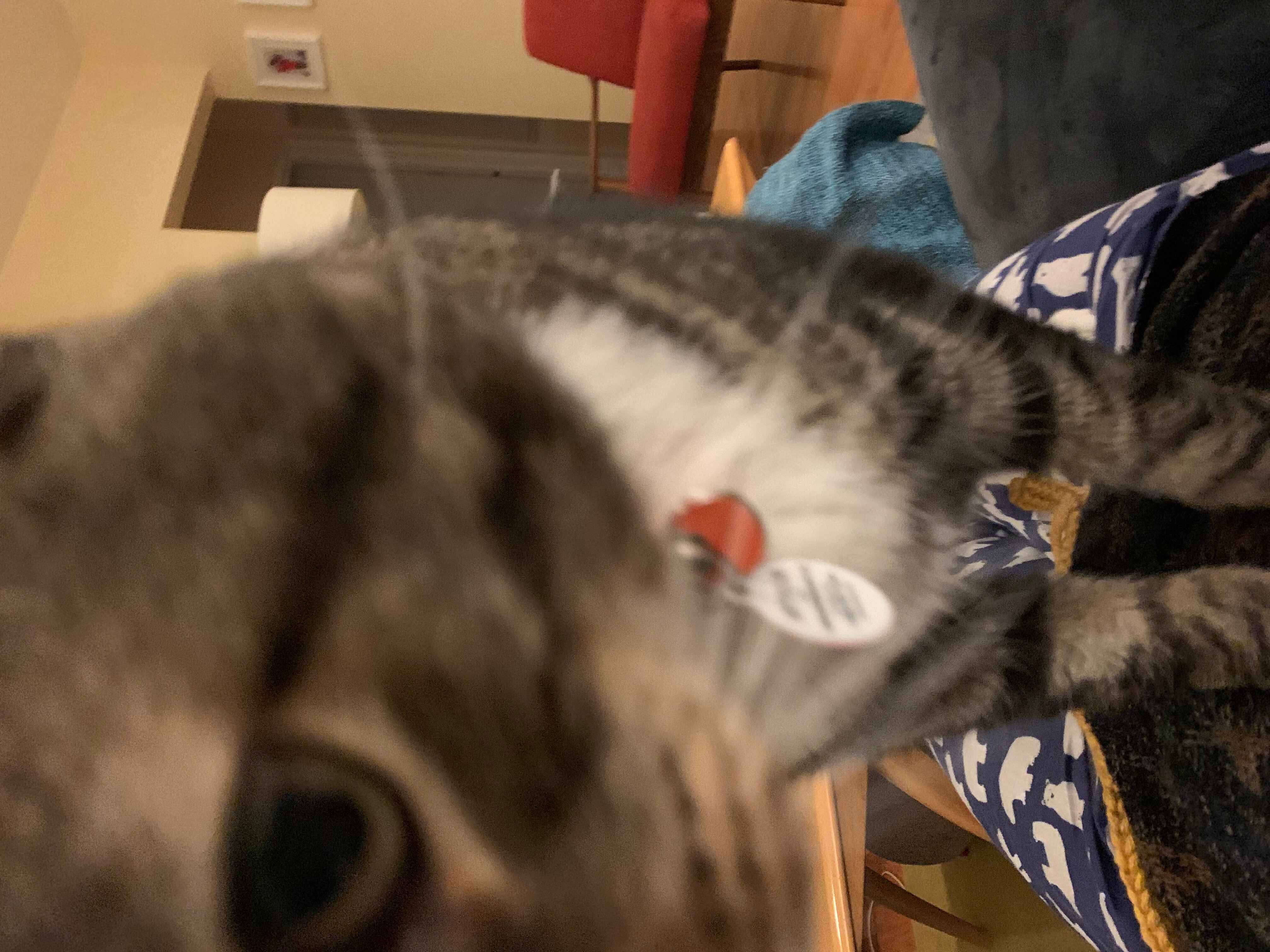 Atticus