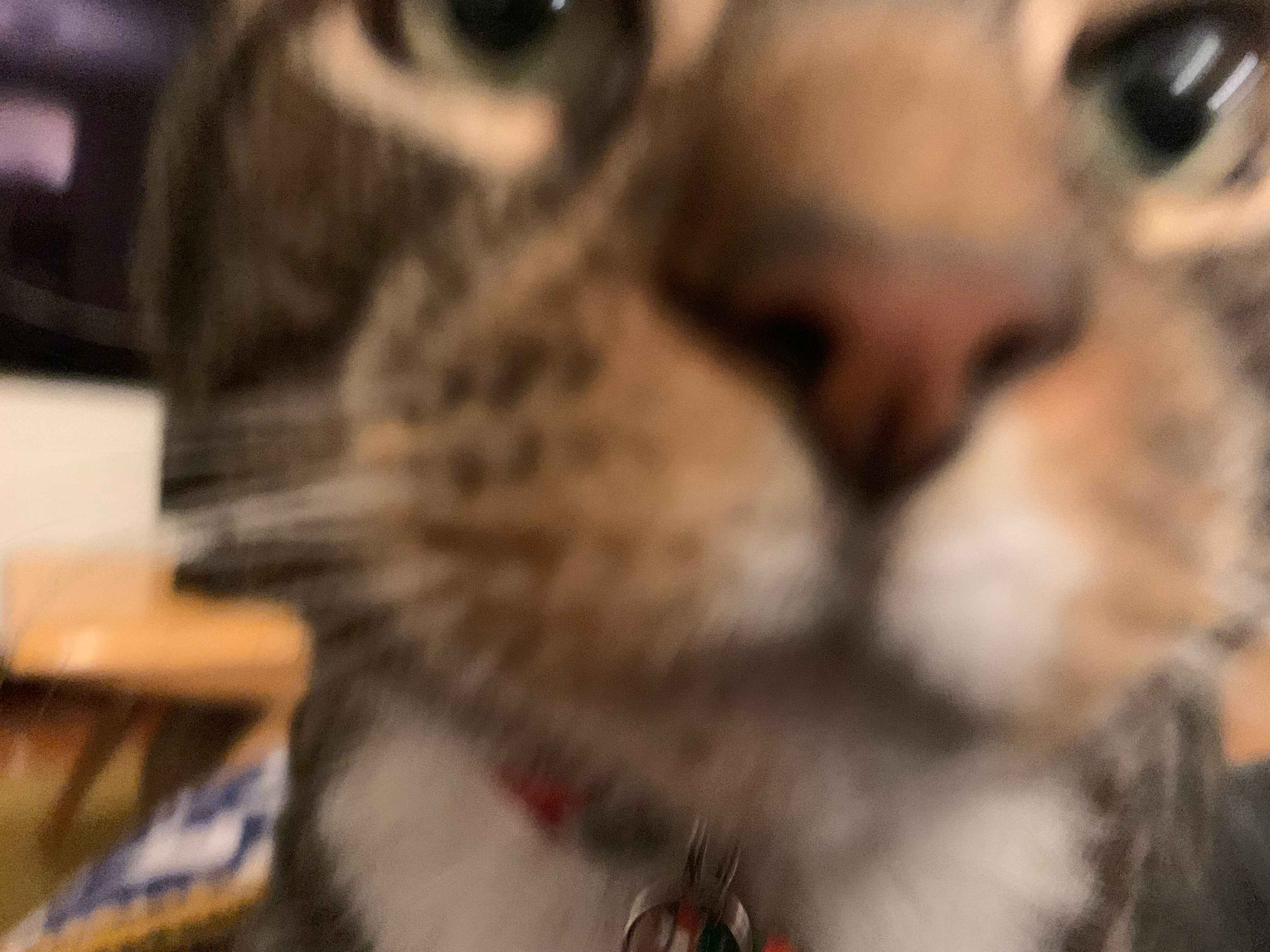 Atticus